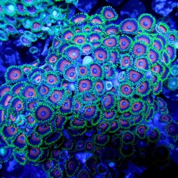 Zoanthids coral