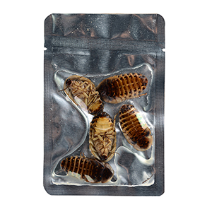 eco fresh dubia roach for reptile and arowana
