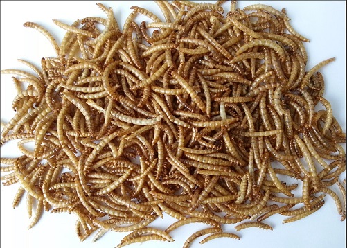  mealworms
