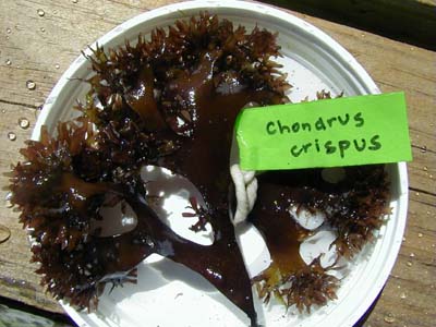 chondrus crispus irish moss sea moss 