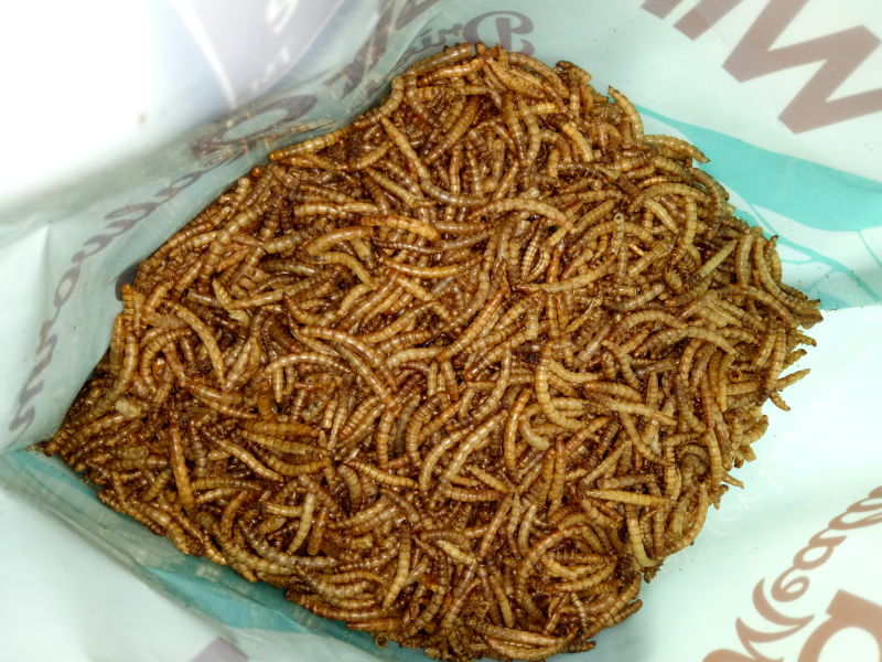 dried mealworms.jpg