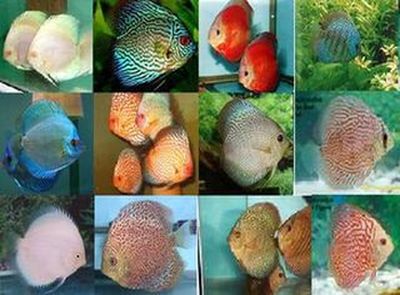 discus suppliers