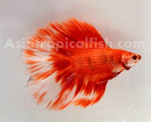 Betta Fish Grade A++ Nice color and quality