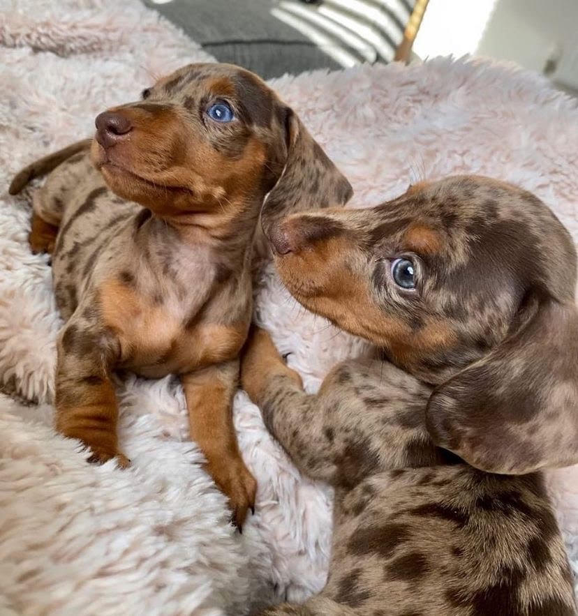Purebred Dachshund Puppies For Re-homing