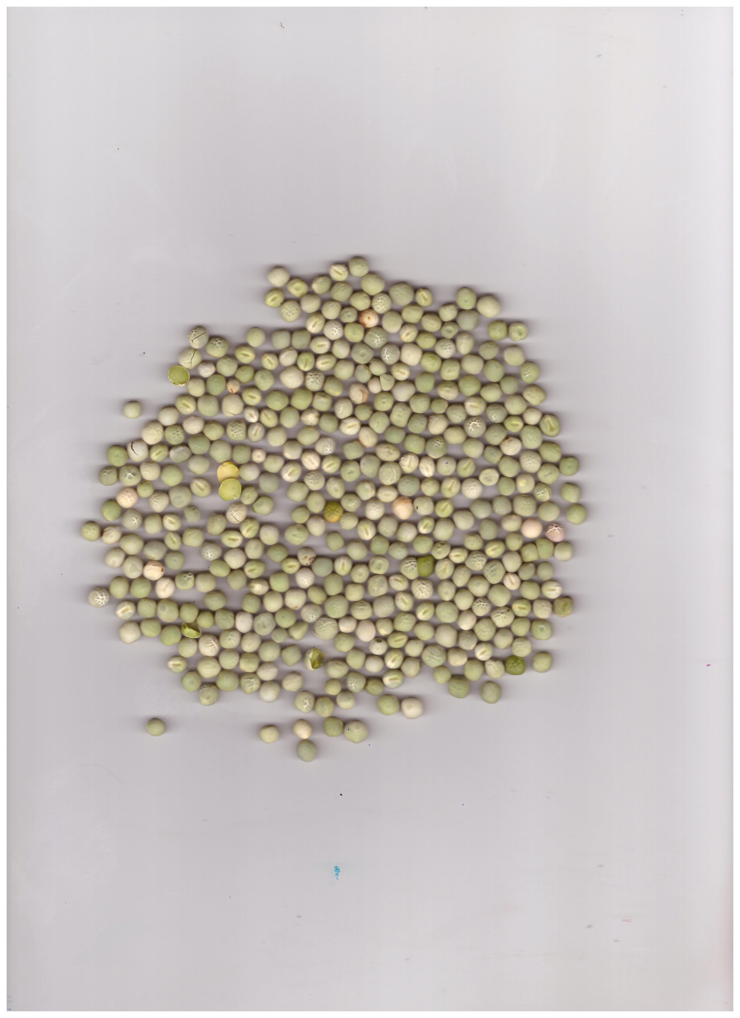 green pea