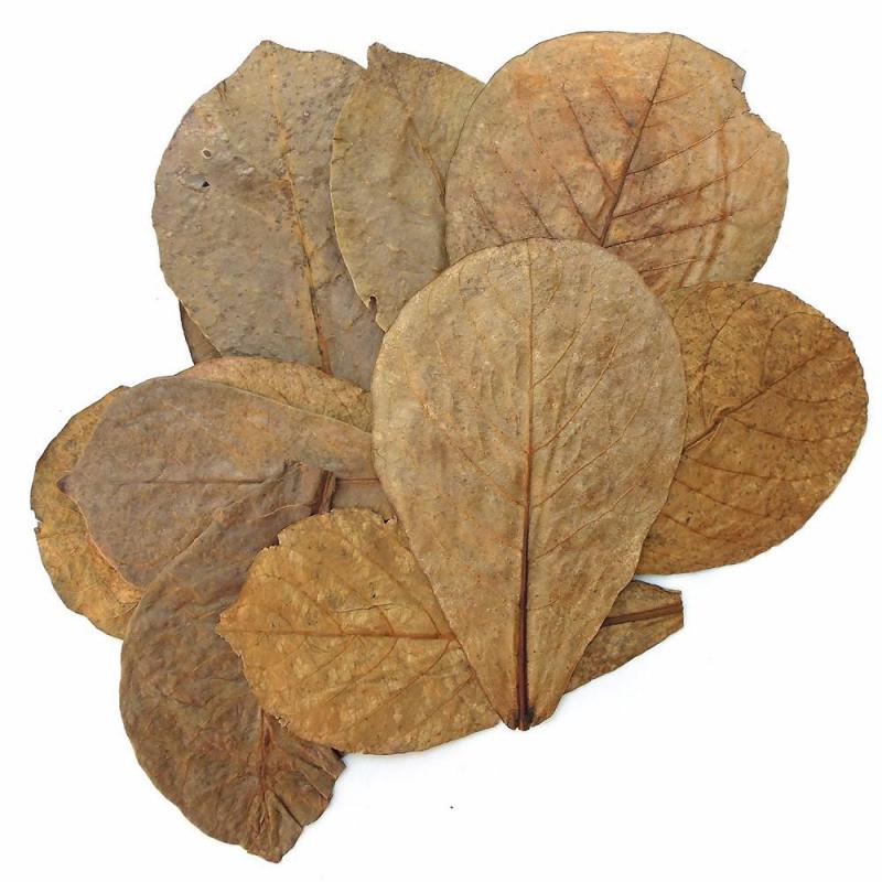 catappa leaves ( indian almond ) / jack fruit leaves