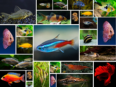 Live Ornamental Fish - Freshwater