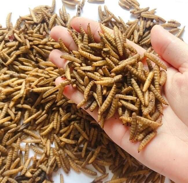 Dried meal worm, black soldier fly worm high quality 100% natural no additives