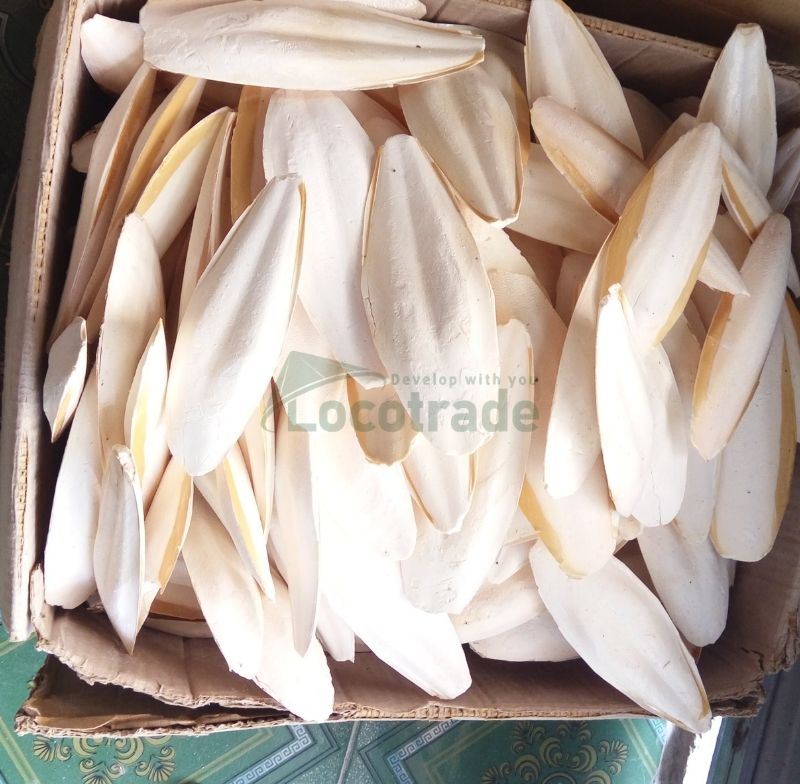 Dried cuttle fish bone